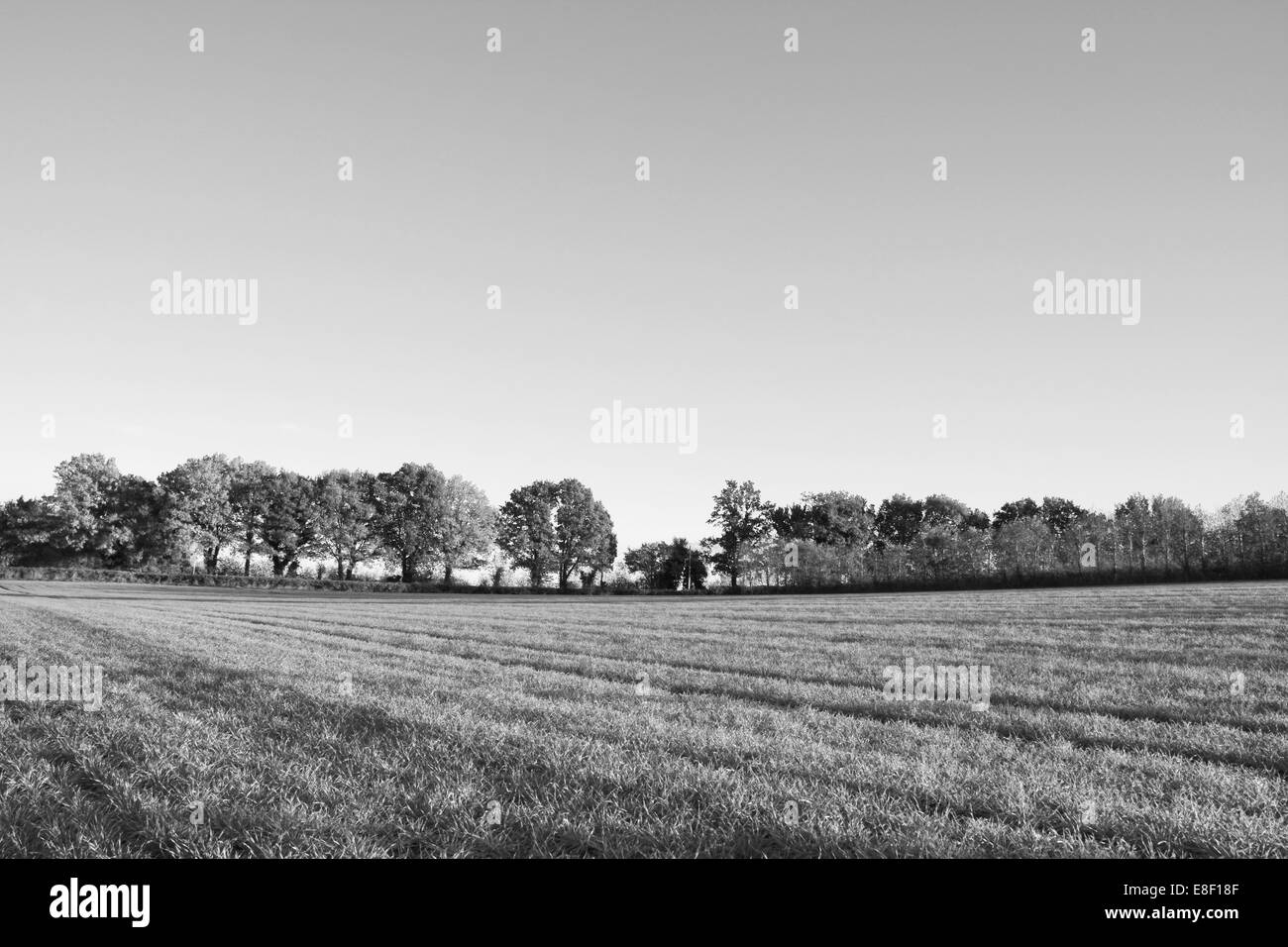 View across a farm field edged by deciduous trees in autumn - monochrome processing Stock Photo