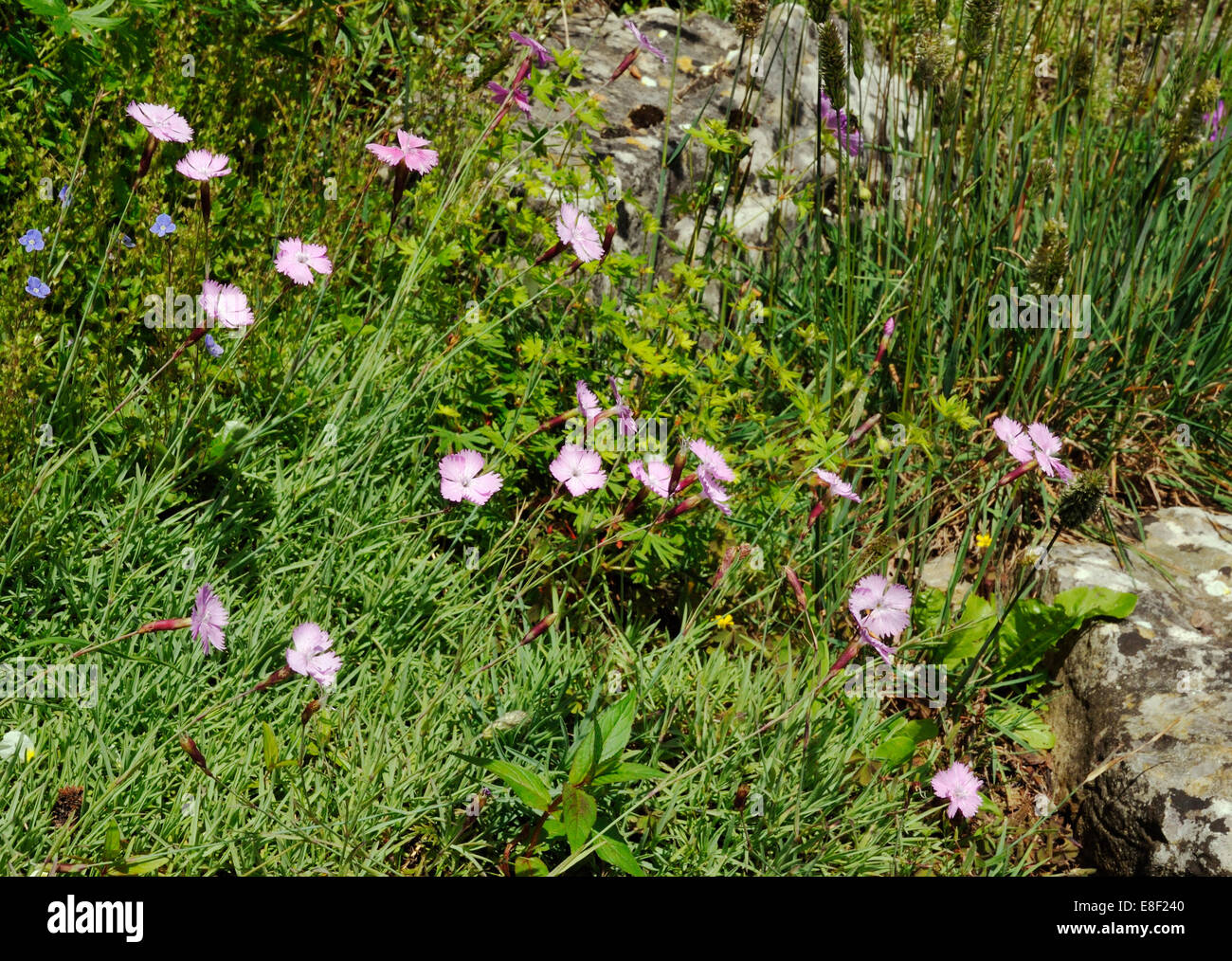 Cheddar Pink - Dianthus gratianopolitanus Growing among Limestone Rocks Stock Photo