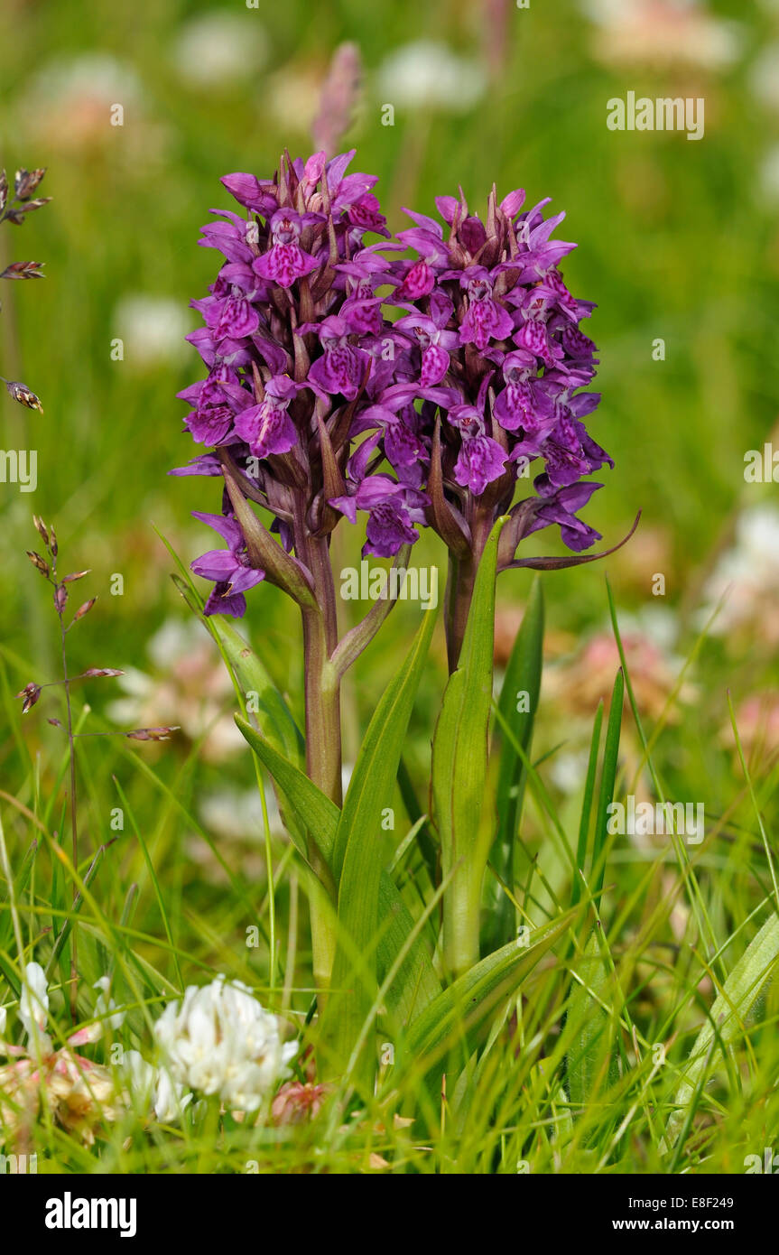 Northern Marsh Orchid - Dactylorhiza purpurella Whole plants in Machair grassland Stock Photo
