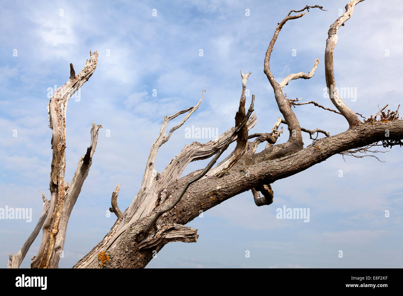 Dead tree, West Sussex Stock Photo