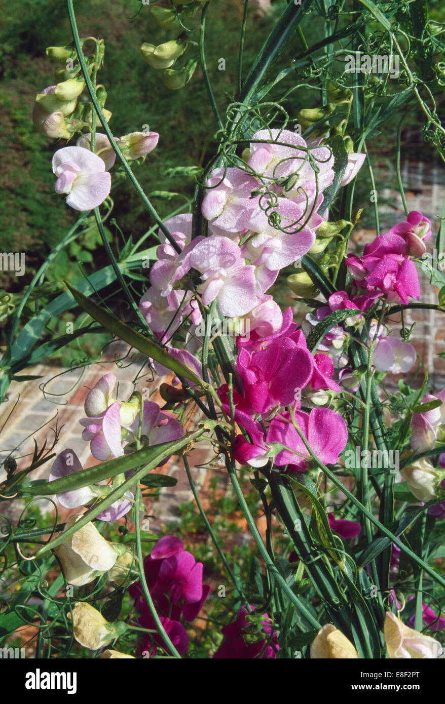 Close-up of deep pink and pale pink sweet peas Stock Photo