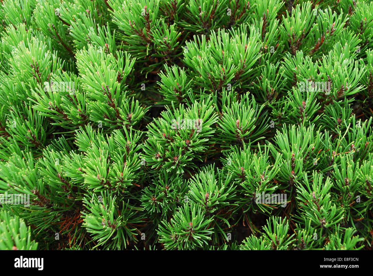 detail of pine tree in the summer Stock Photo