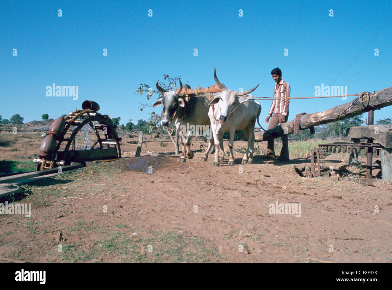 Persian water wheel, Rajasthan, India. Stock Photo