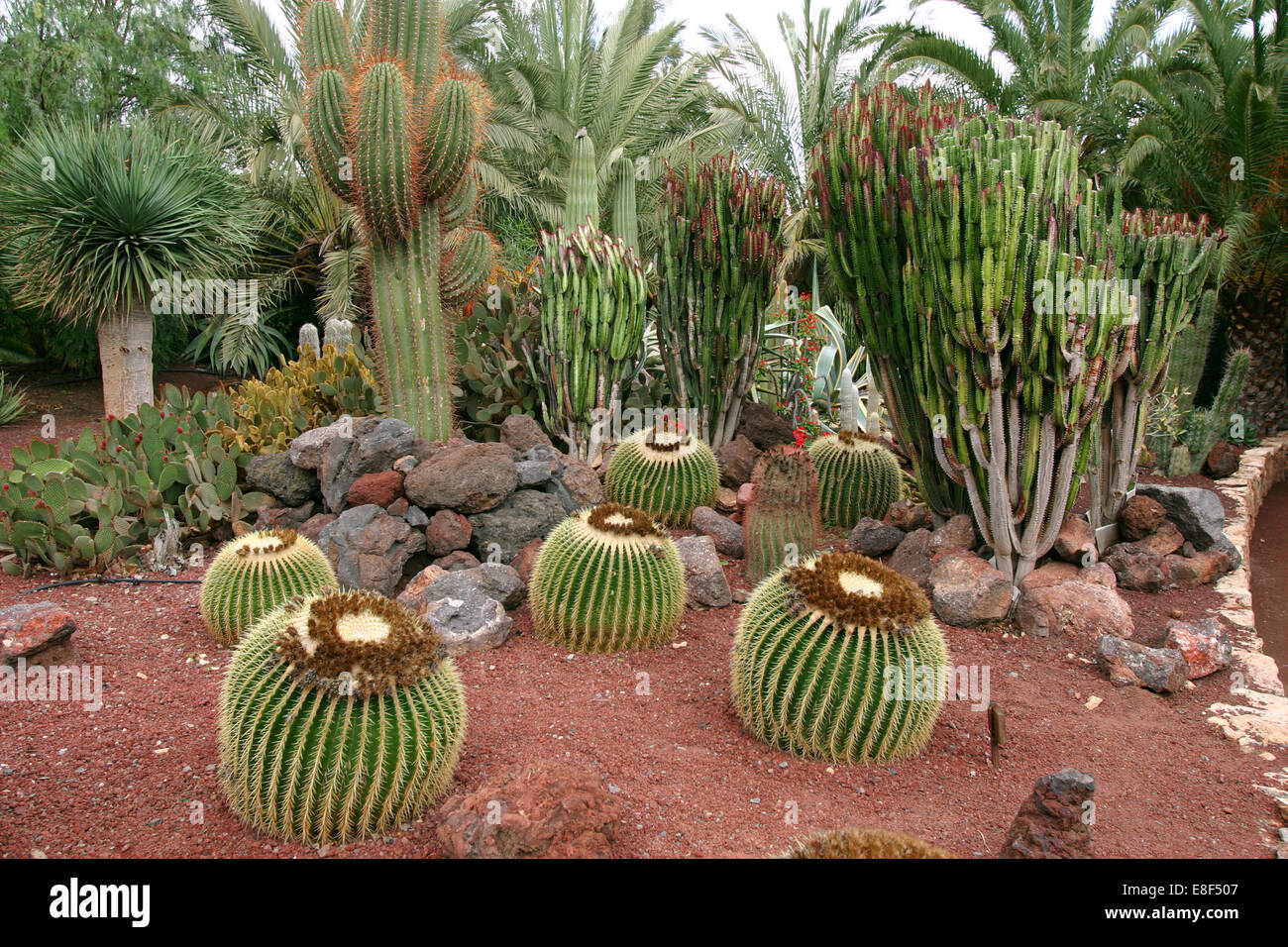 Cactus Garden, Fuerteventura, Canary Islands Stock Photo - Alamy