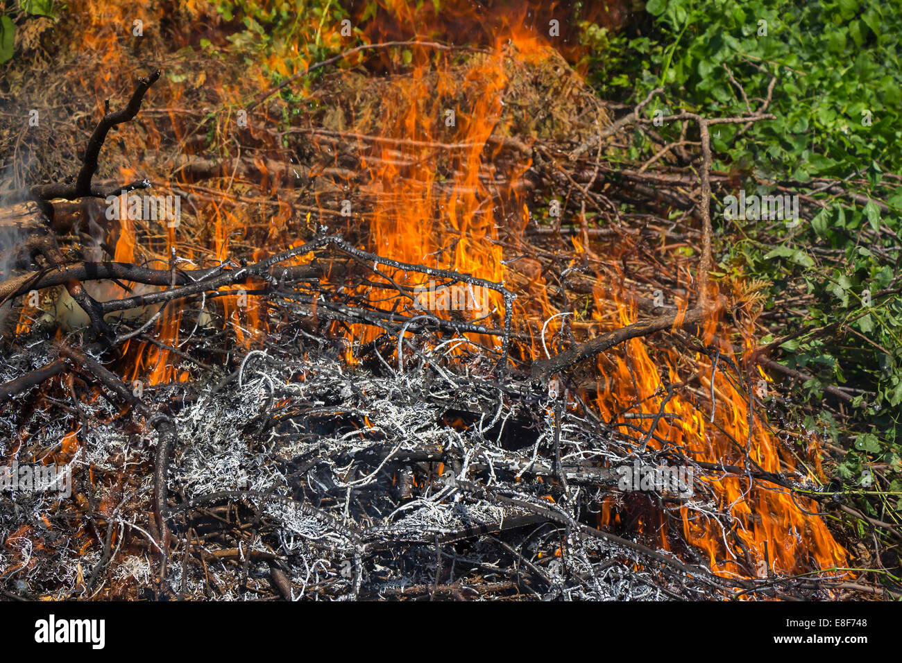 Large flames fire burning dry tree branches Stock Photo Alamy