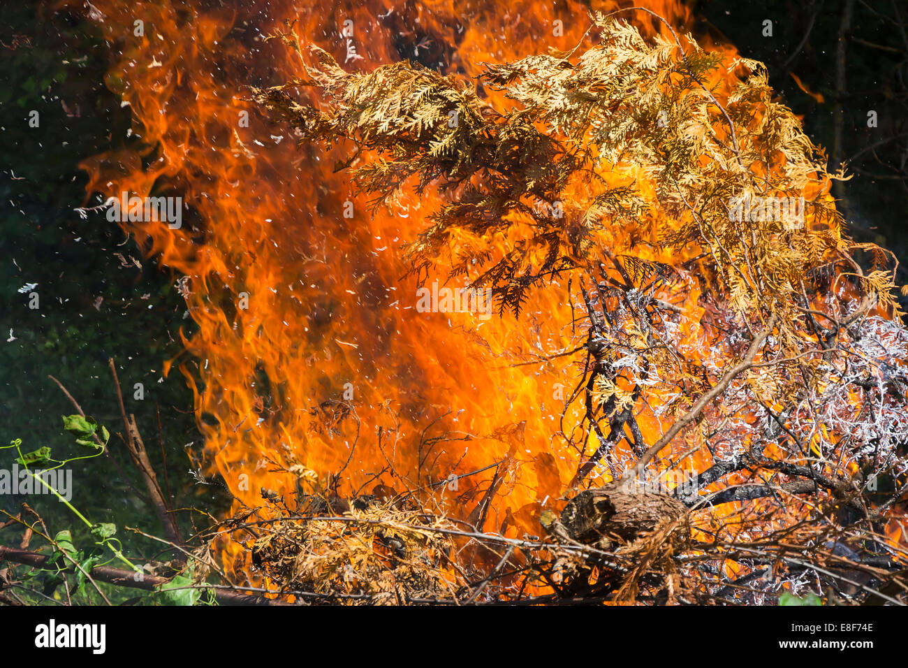 Large flames fire burning dry tree branches Stock Photo Alamy