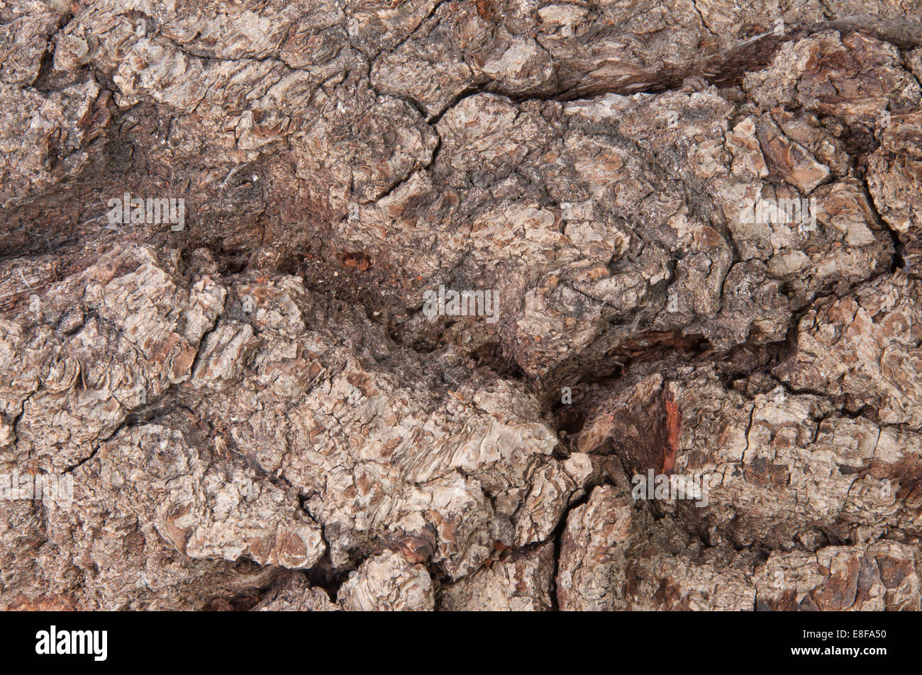 Abstract Background Bark Of An Old Oak Stock Photo