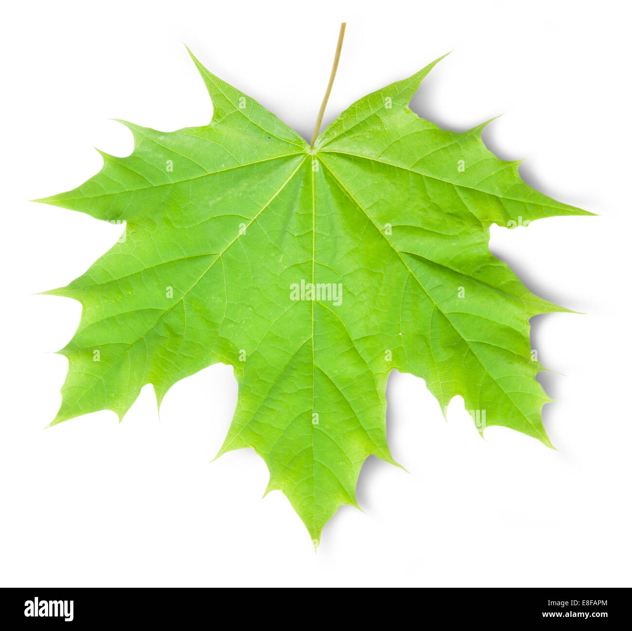 Green Maple Leaf Isolated On White Background Stock Photo - Alamy