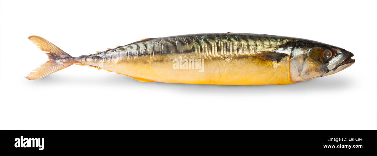 Mackerel not scomber not cat hi-res stock photography and images - Page 17  - Alamy
