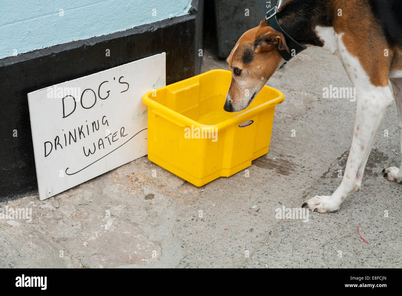 Dogs drink water hi res stock photography and images Page 3 Alamy