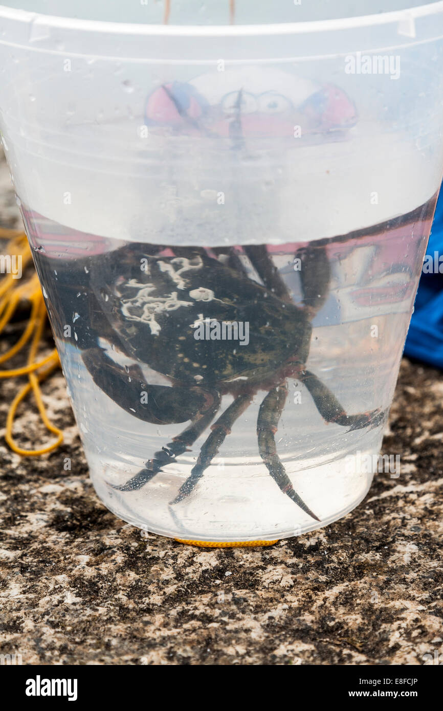 Crabs in a bucket hires stock photography and images Alamy