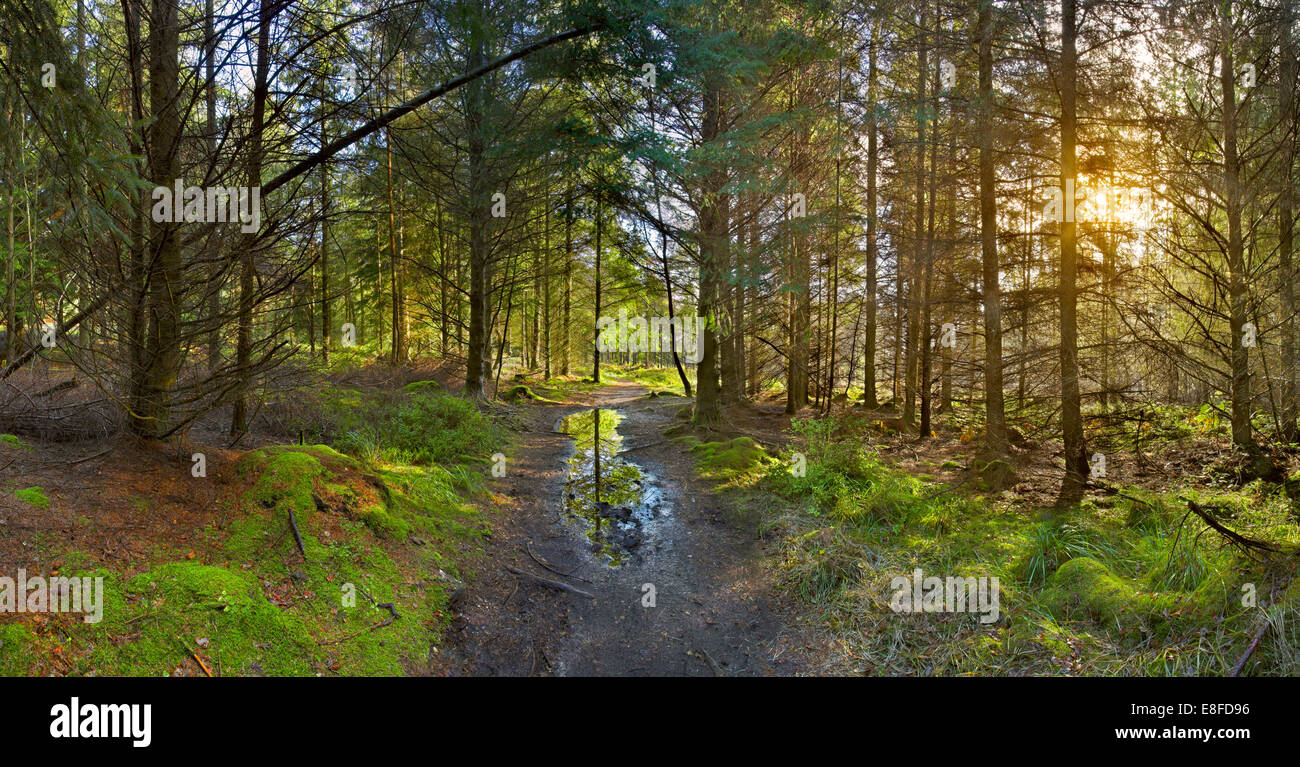 Welsh Woodland Pathway High Resolution Stock Photography and Images - Alamy