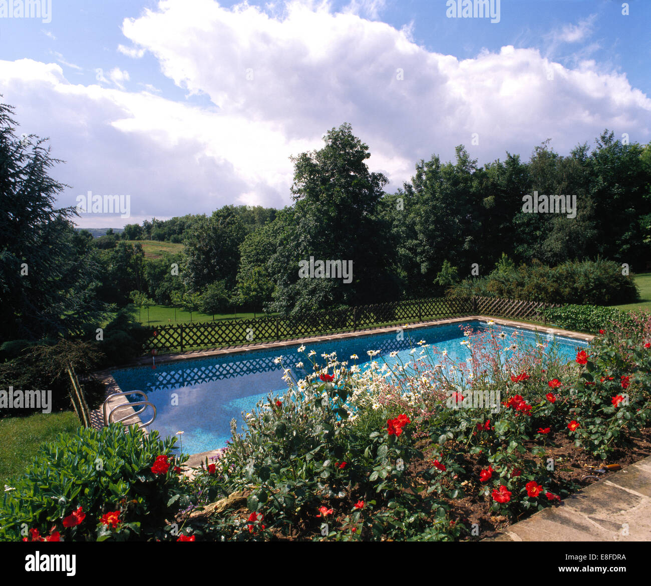 Red dahlias and white Shasta daisies in border above swimming pool in