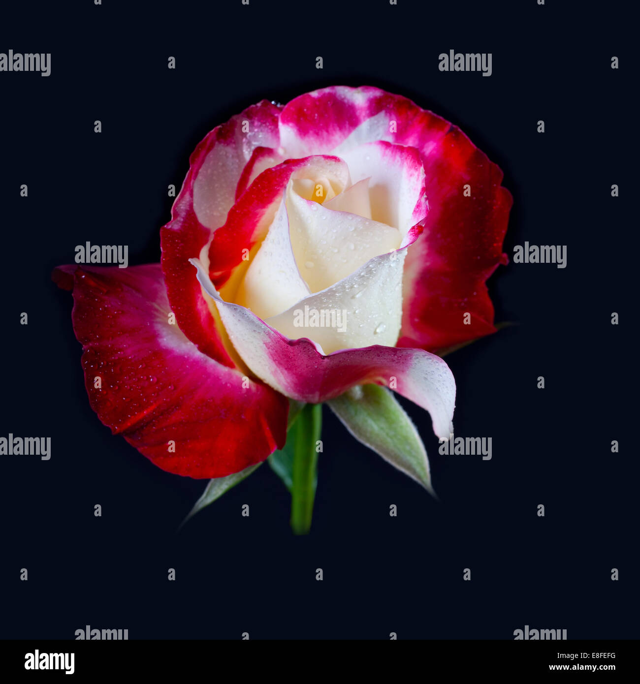 Red and White Rose on Black background Stock Photo - Alamy