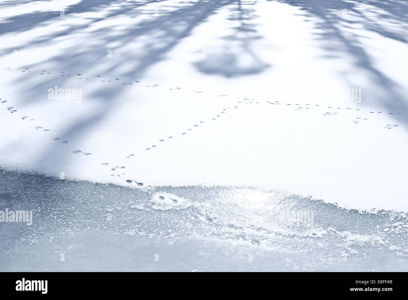 Animal tracks on frozen snowcovered lake, Colorado, United States