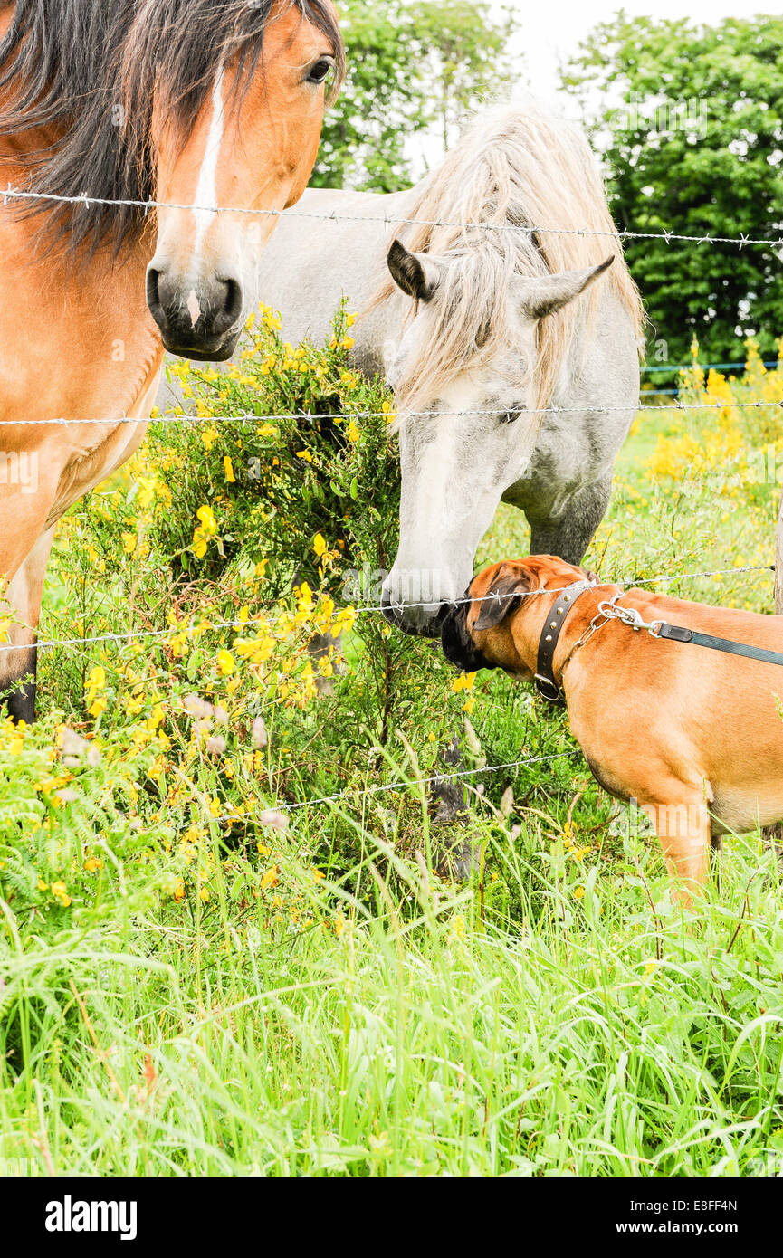 France, Lassay-les-Chateaux, Mayenne, Pays de la Loire, Boxer dog making friends with two horses in countryside Stock Photo