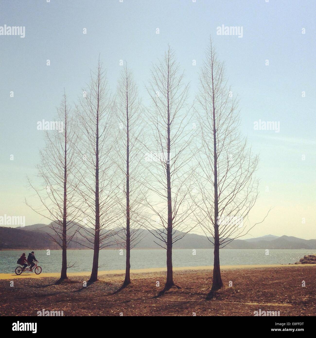 Couple cycling past a row of trees, South Korea Stock Photo