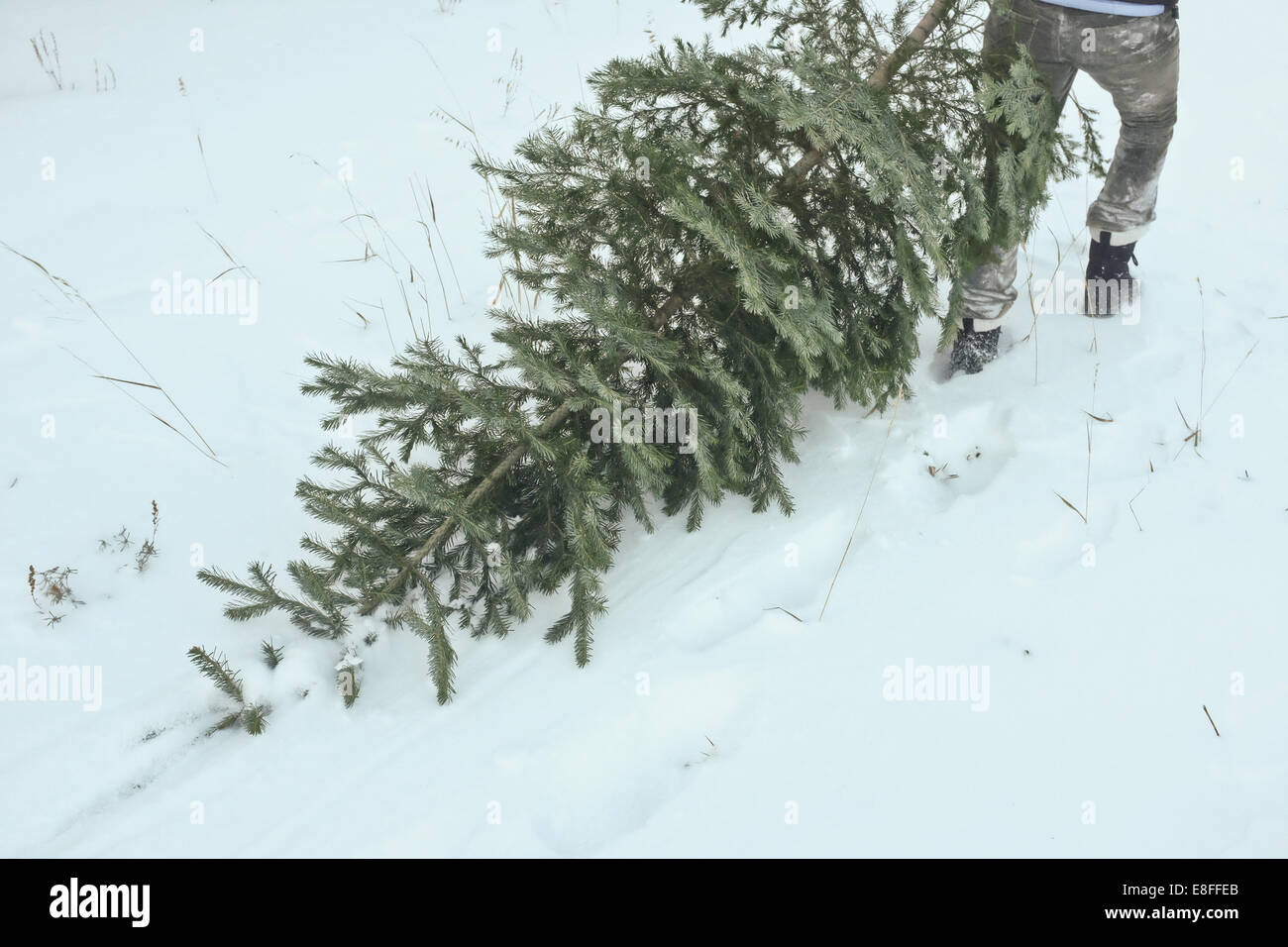 Man dragging a Christmas tree through the snow, USA Stock Photo