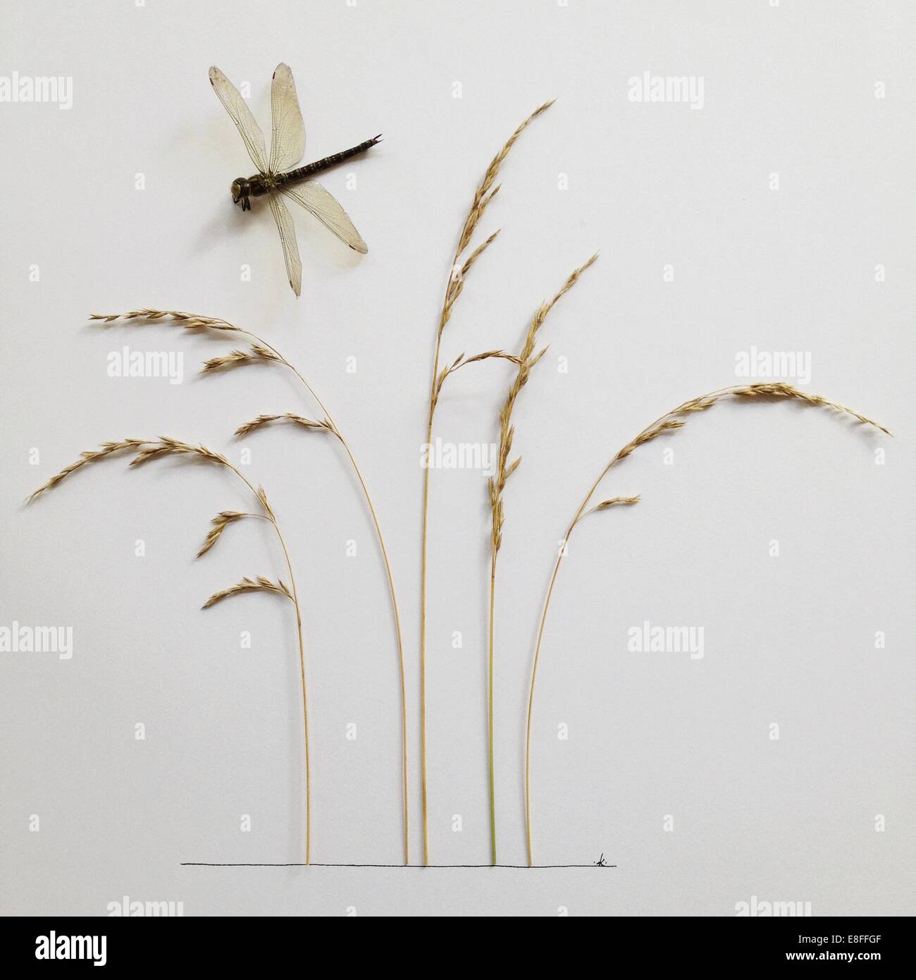 Conceptual dragonfly Stock Photo