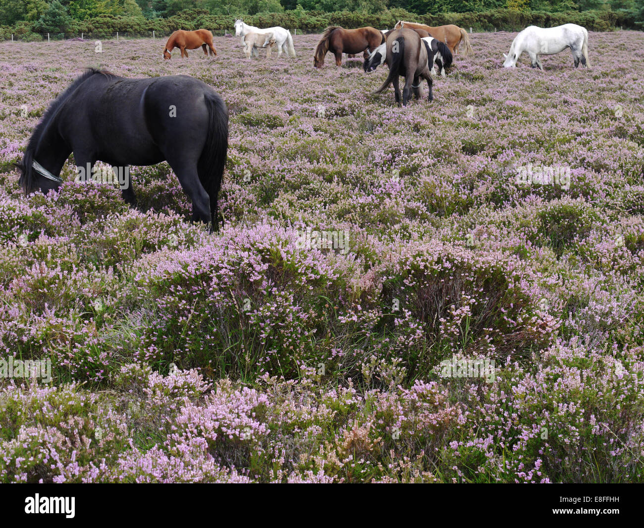 Herd of new forest ponies grazing on heather, Hampshire, England, United Kingdom Stock Photo