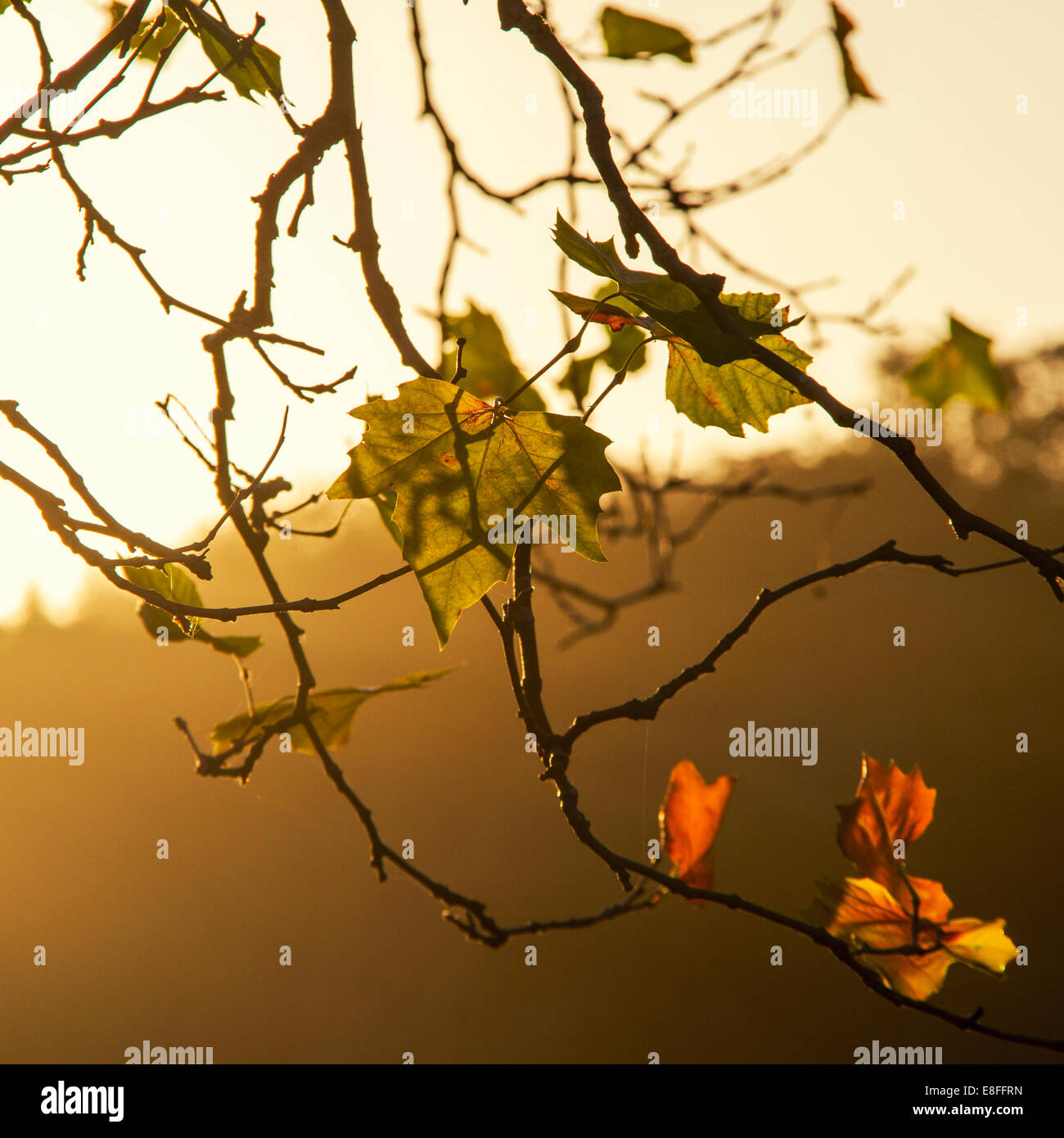 The branches and the sunrise hi-res stock photography and images - Alamy