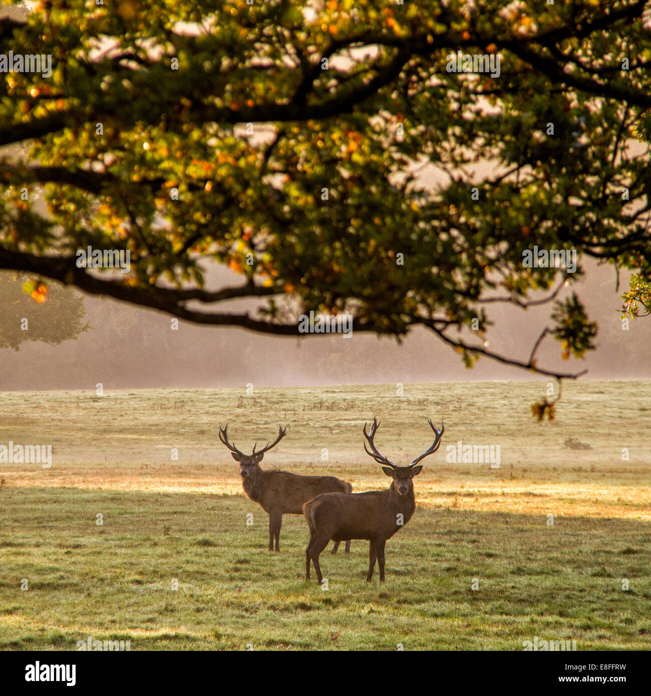 Pair of stags in park Stock Photo