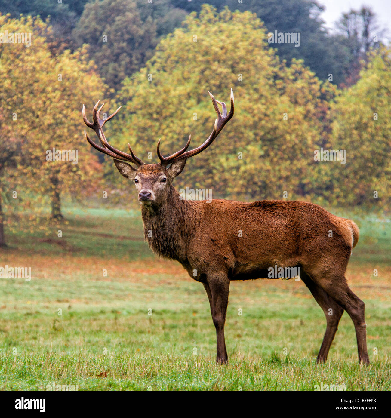 Portrait of stag in a park, England, UK Stock Photo