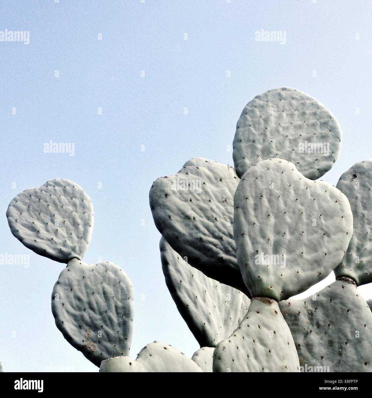 Low angle view of Prickly Pear cactus Stock Photo