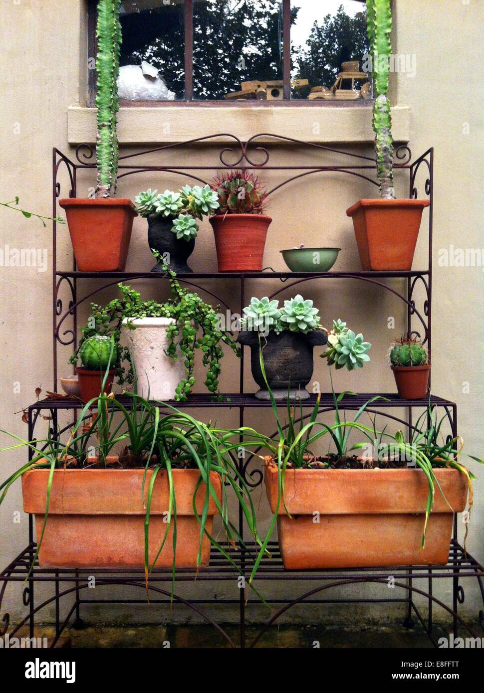 Potted plants on stand Stock Photo