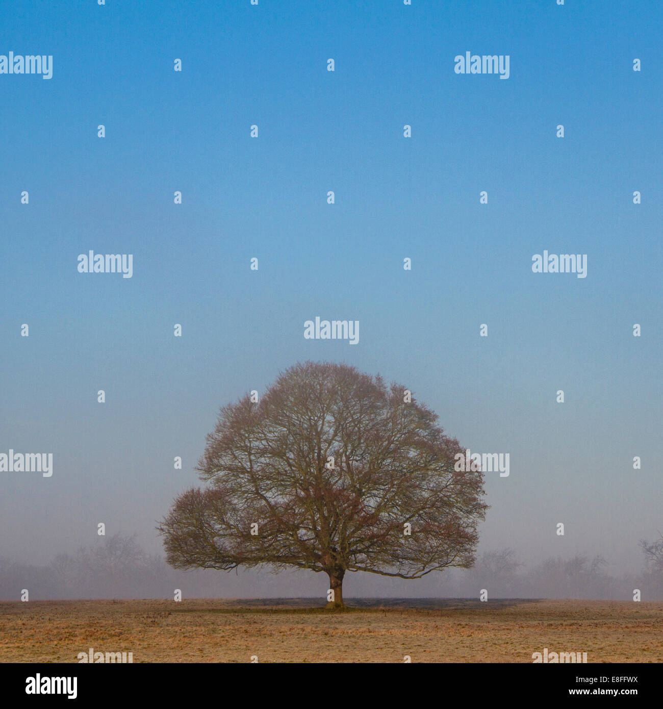 Lone tree in a field Stock Photo - Alamy