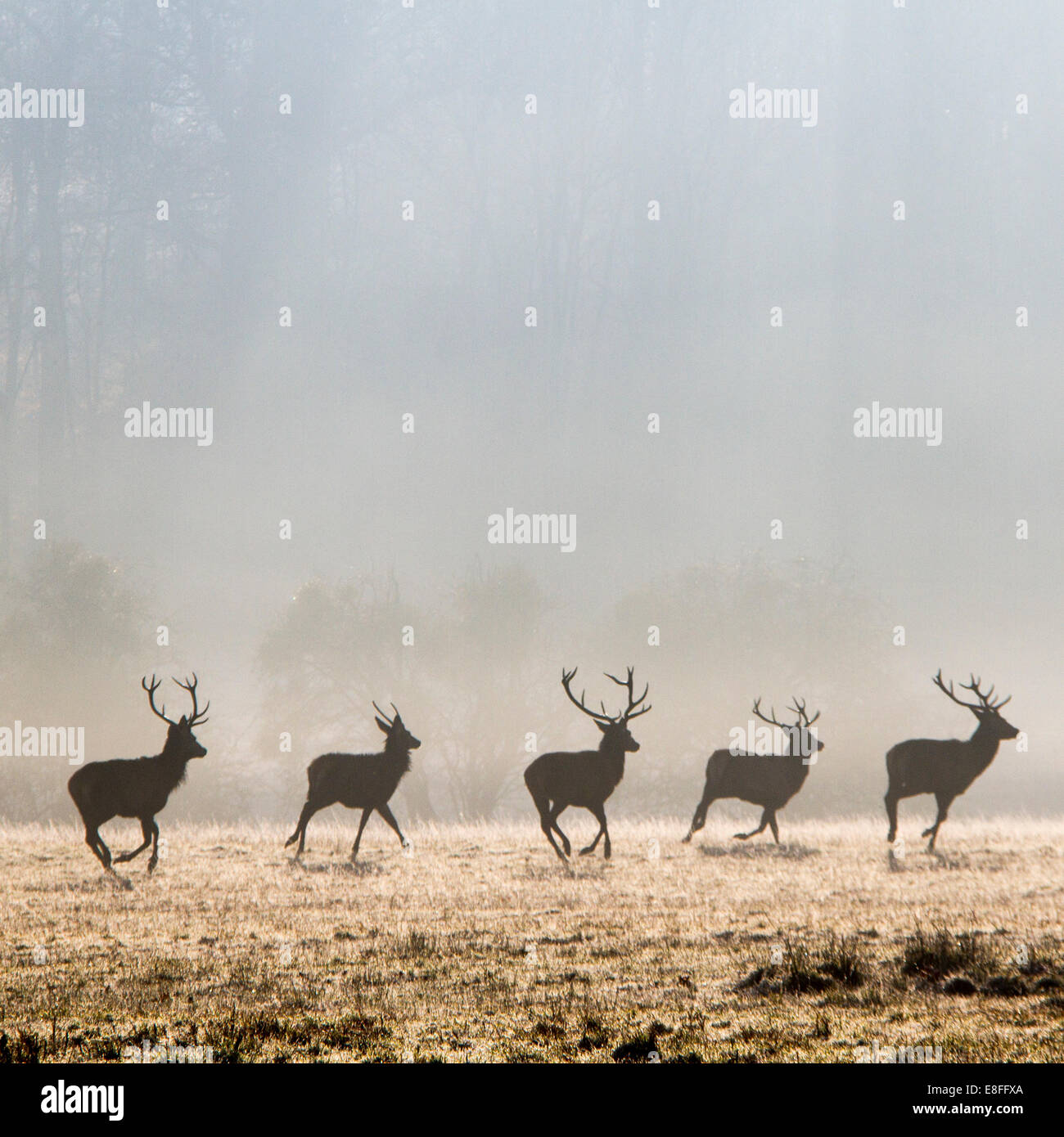 Row of deer running in park, Berkshire, England, United Kingdom Stock Photo