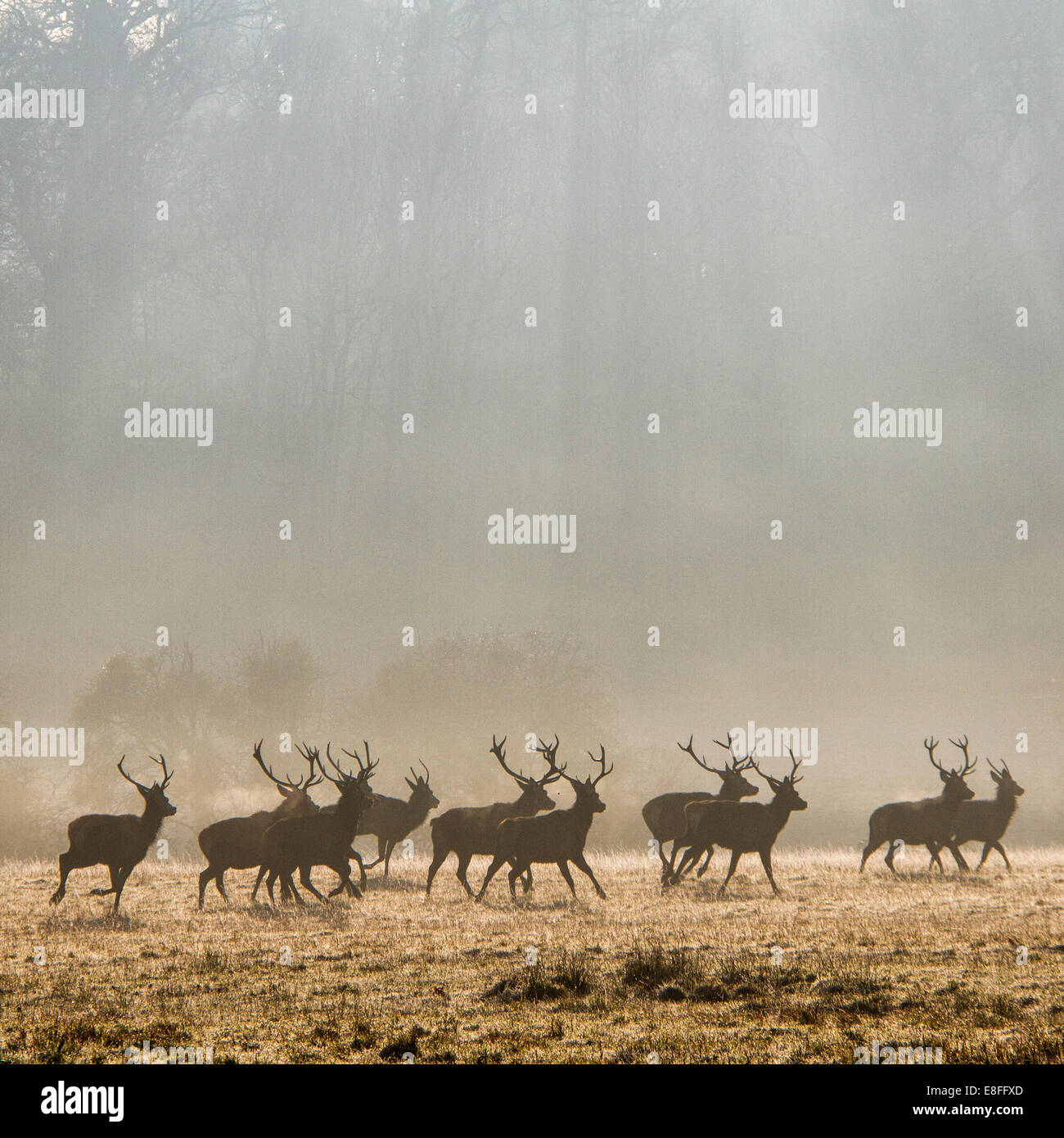 Herd of deer, Windsor Great Park, Berkshire, England, UK Stock Photo