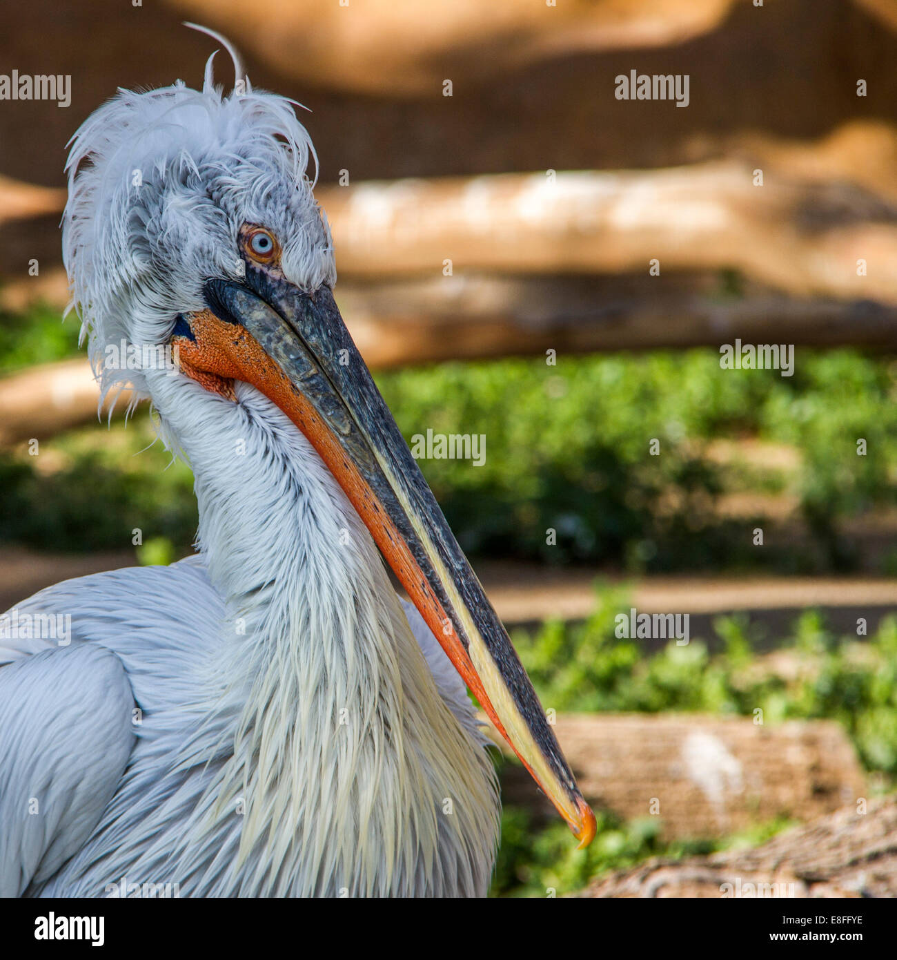 Close up of pelican Stock Photo