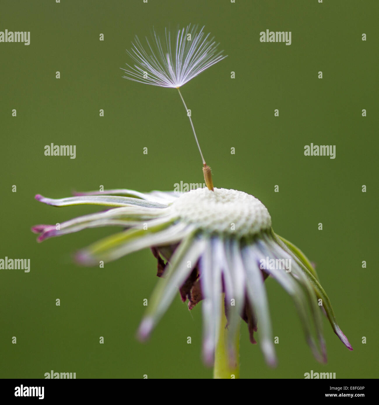 Close-up of dandelion seed on flower Stock Photo