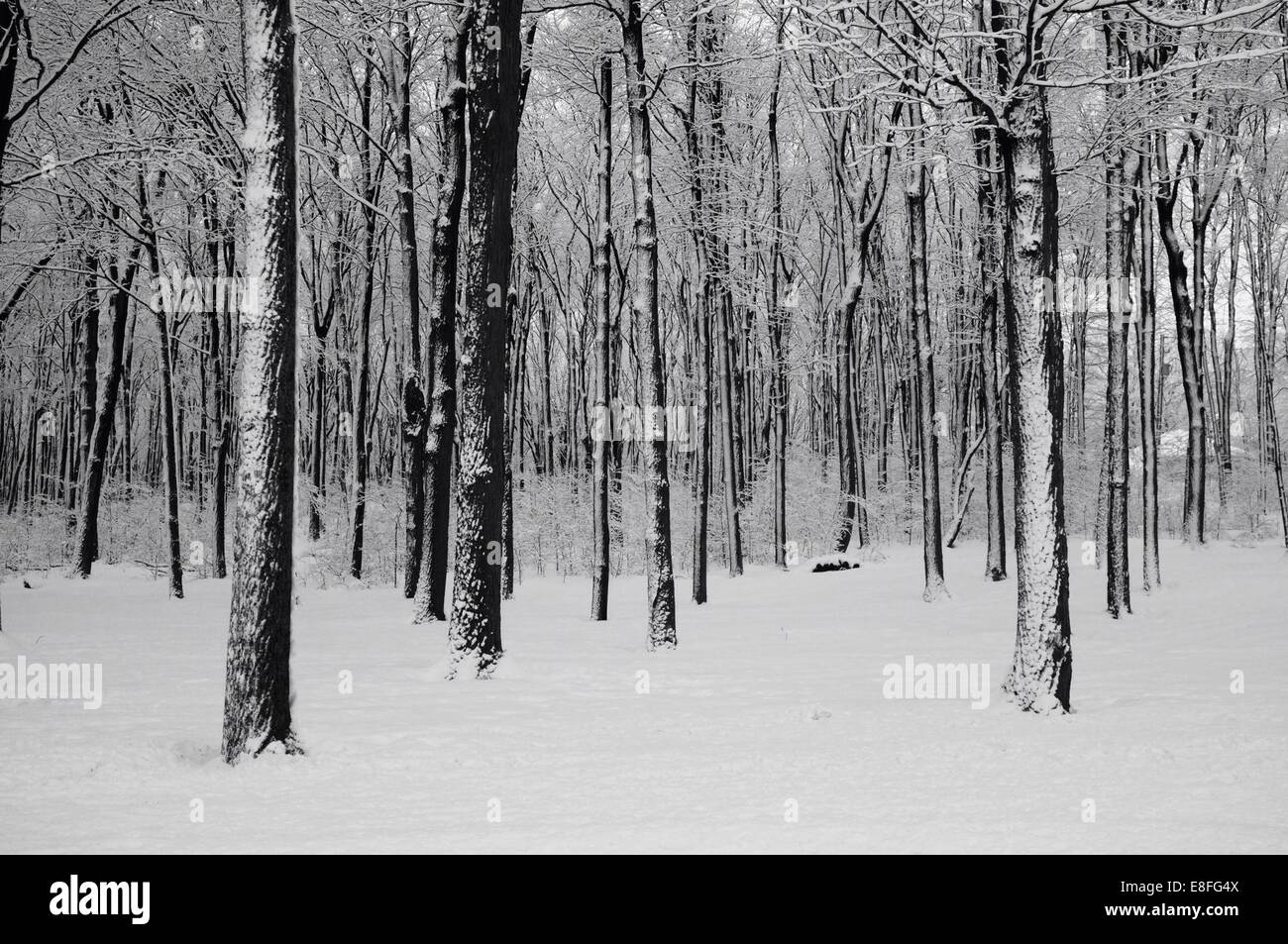 Woods in winter Stock Photo - Alamy