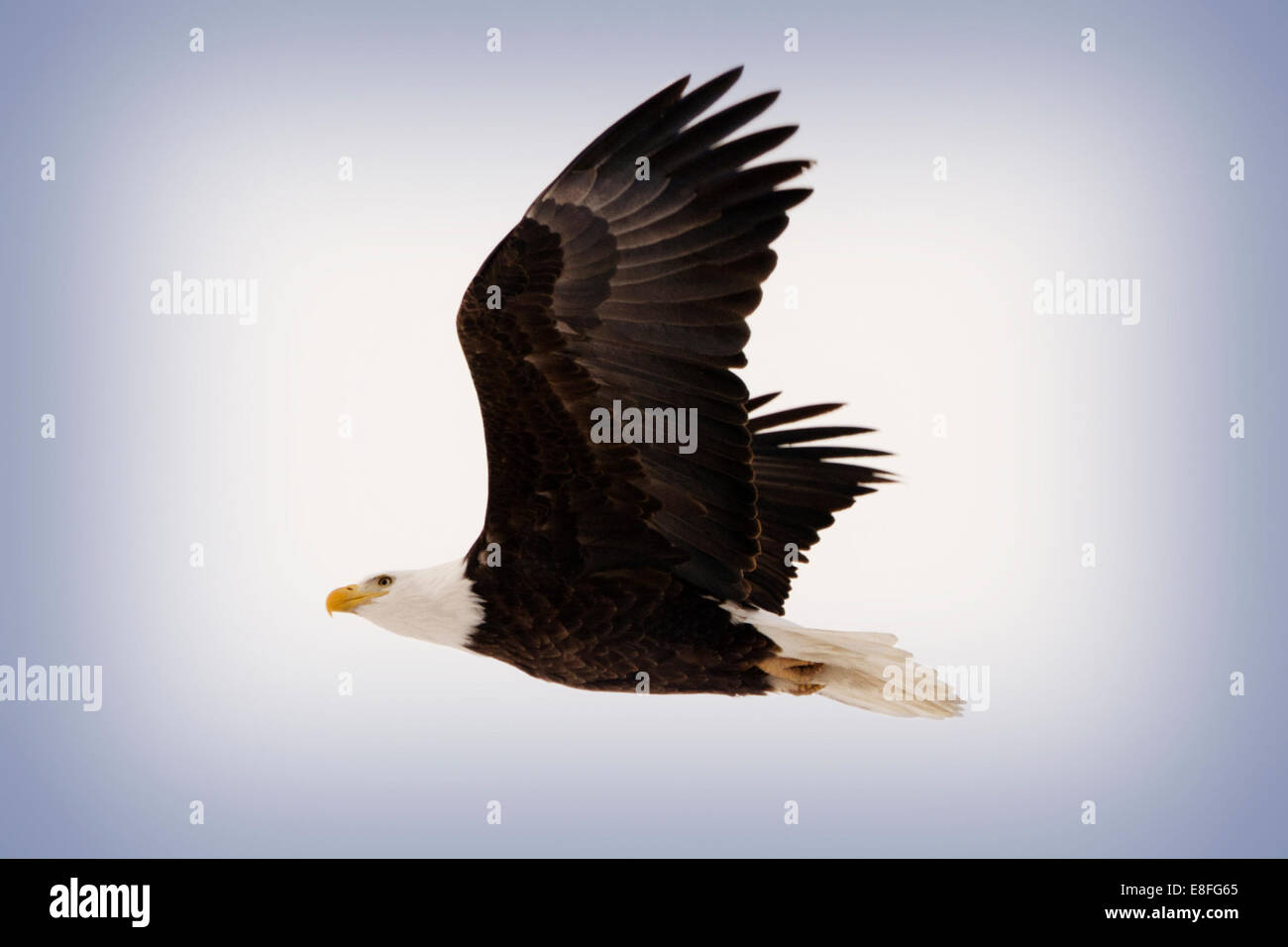 Bald Eagle in Flight, Colorado Stock Photo