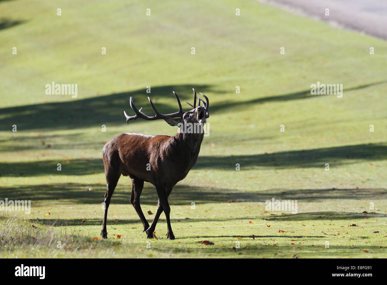 Windsor Great Park, Berkshire, UK. 7th October, 2014. UK Weather: Red deer stag bellowing during the annual deer rut in Windsor Great Park, Berkshire, England, UK. Credit: Ed Brown/Alamy Live News Stock Photo