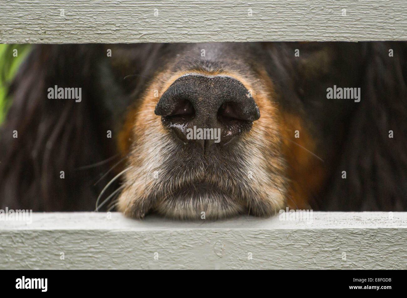 Dog nose fence hires stock photography and images Alamy