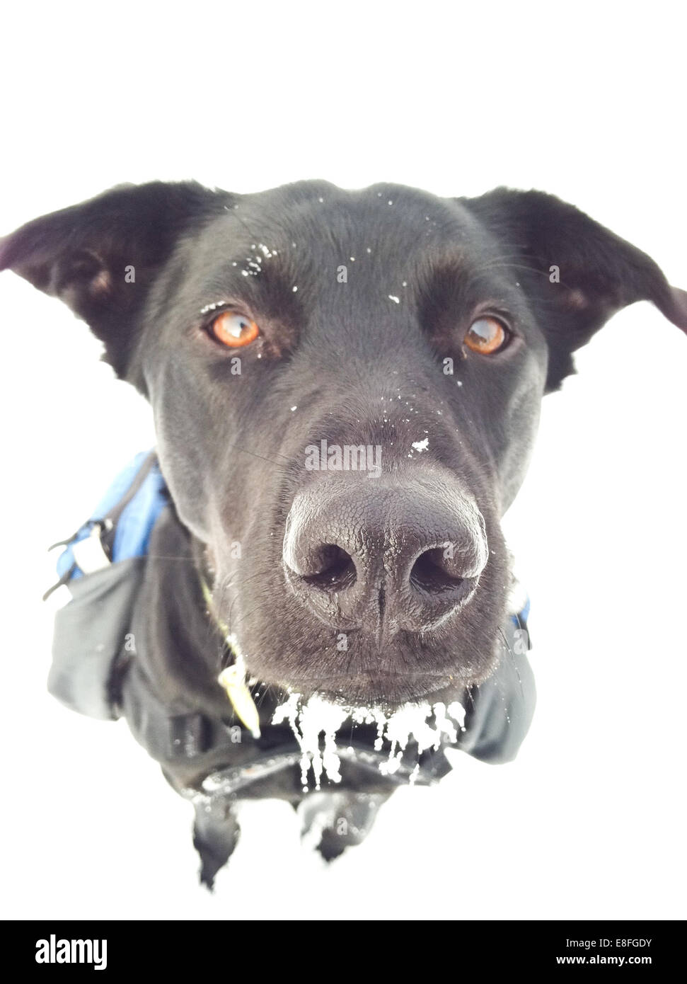 Portrait of a dog in the snow Stock Photo