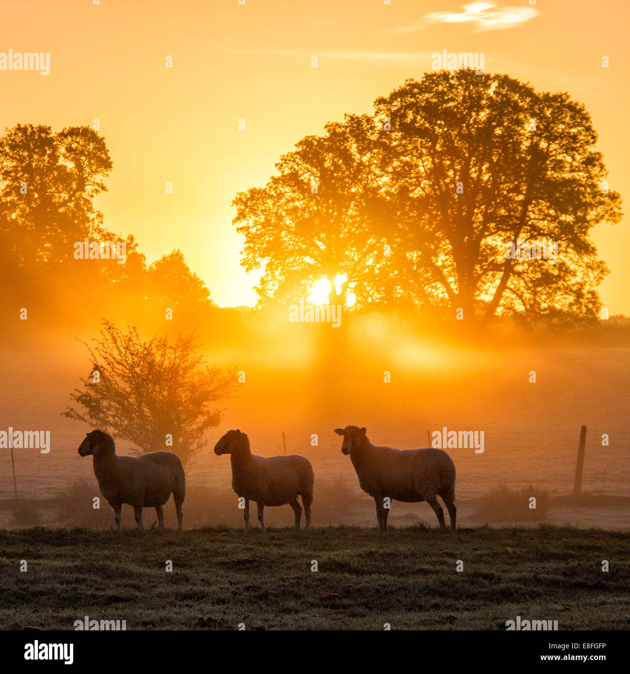 Sheep standing in field at sunset, Berkshire, England, United Kingdom Stock Photo