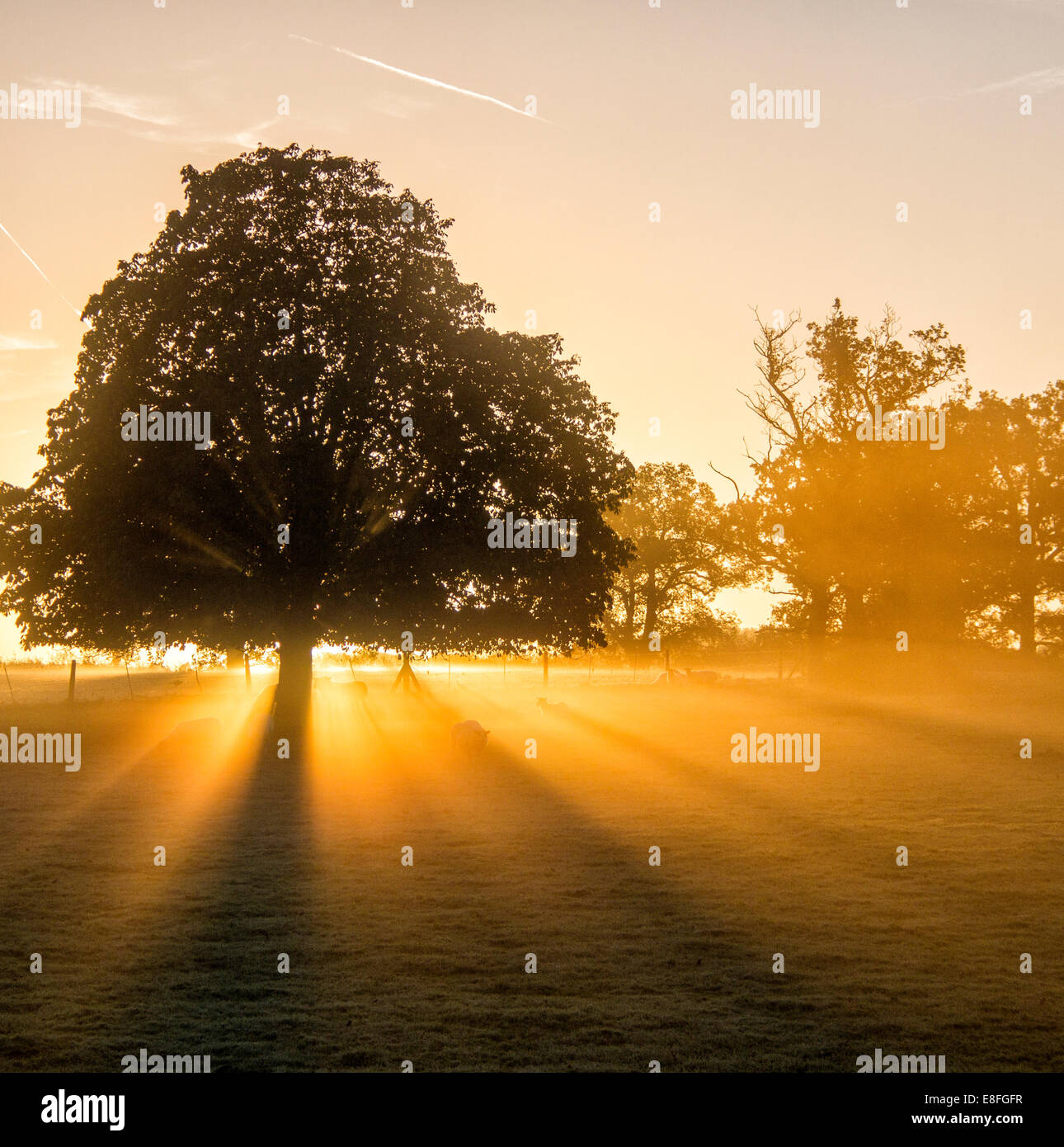 Sunlight streaming through trees at sunset, Berkshire, England, UK Stock Photo