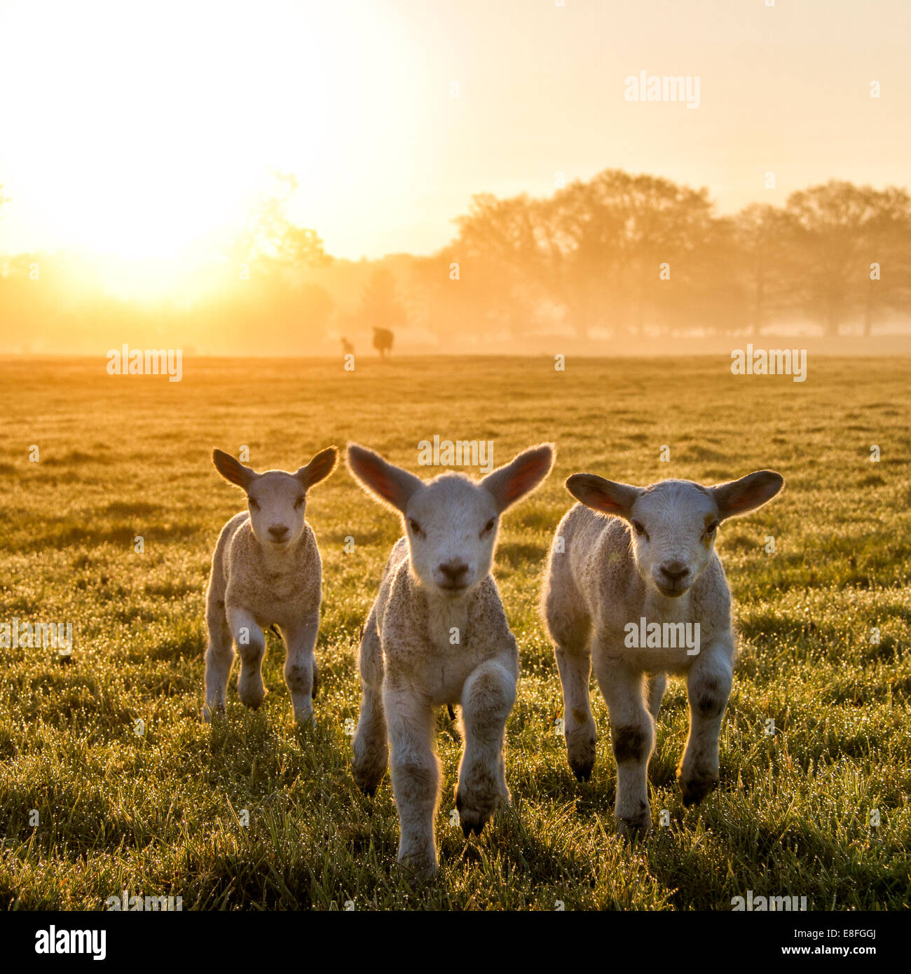 Three lambs running in a field at sunset, England, United Kingdom Stock Photo