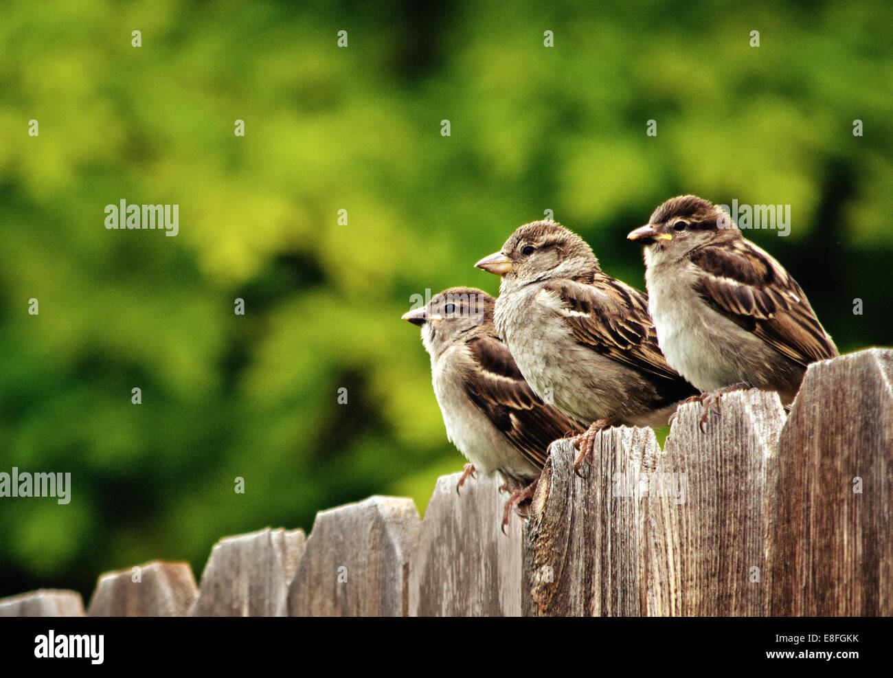Three house sparrows perching on fence Stock Photo