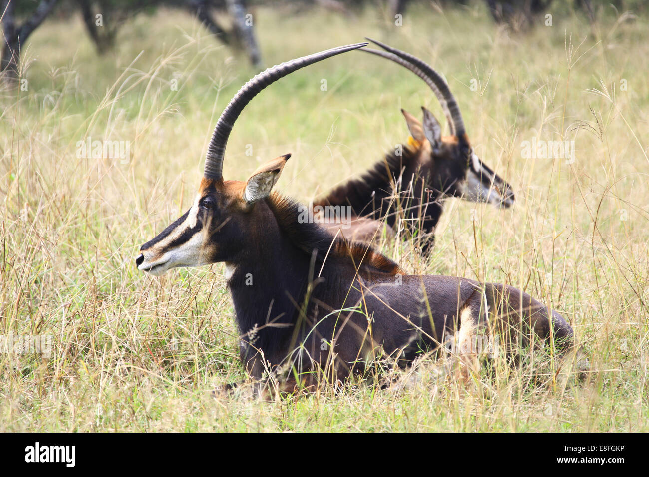 South Africa, Limpopo, Waterberg District Municipality, Thabazimbi, Rare Sable antelope Stock Photo