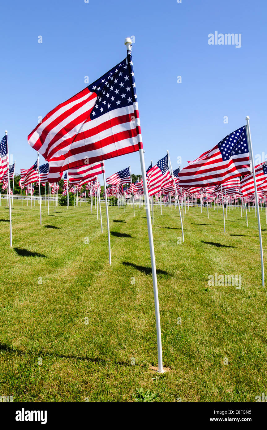 Rows of American Flags, USA Stock Photo