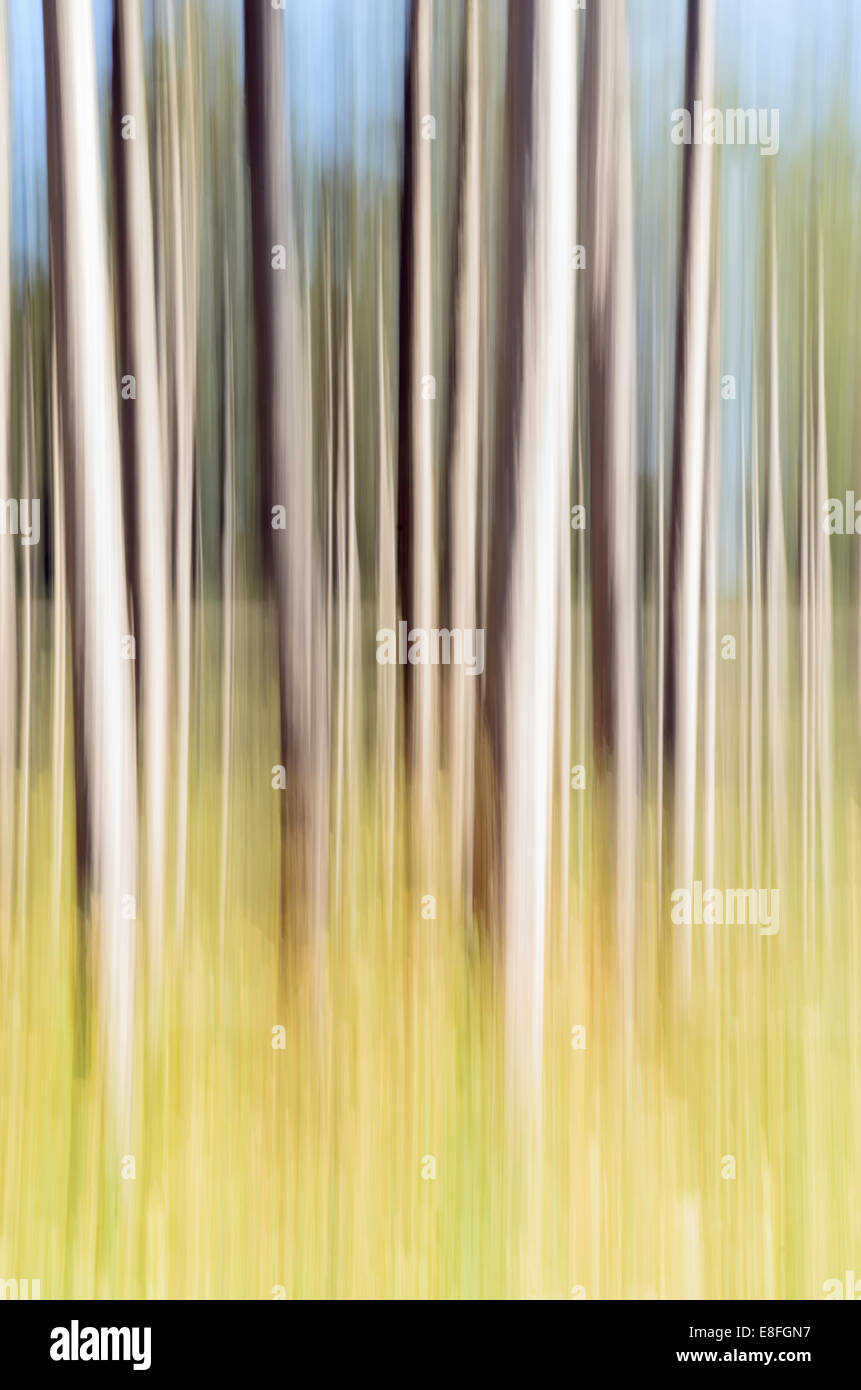 Abstract shot of flagpoles in a public park, USA Stock Photo