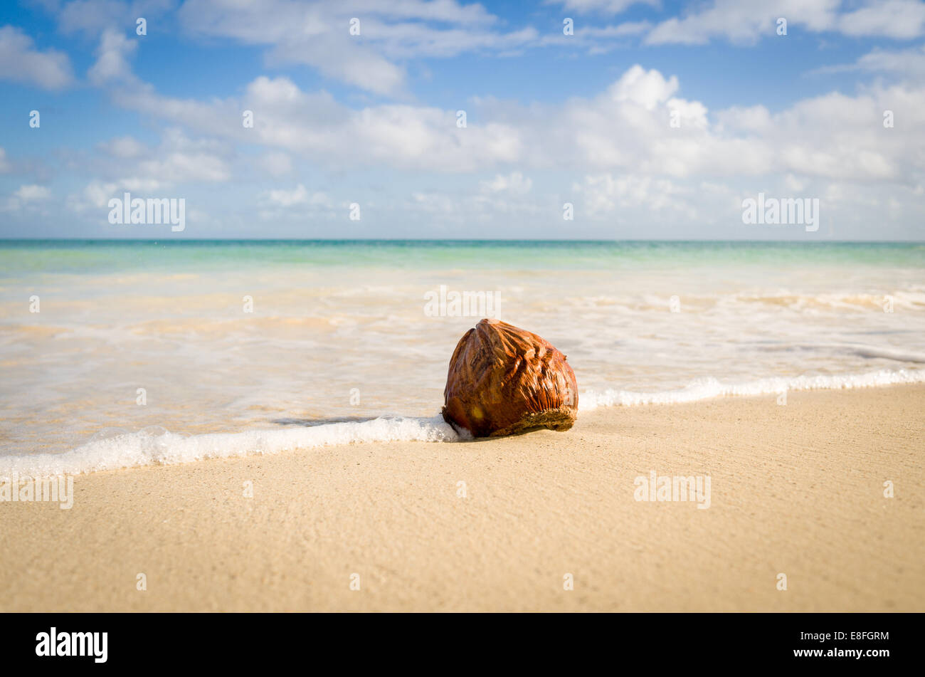 Coconut on Hodges Bay Beach, Antigua, Caribbean Stock Photo Alamy