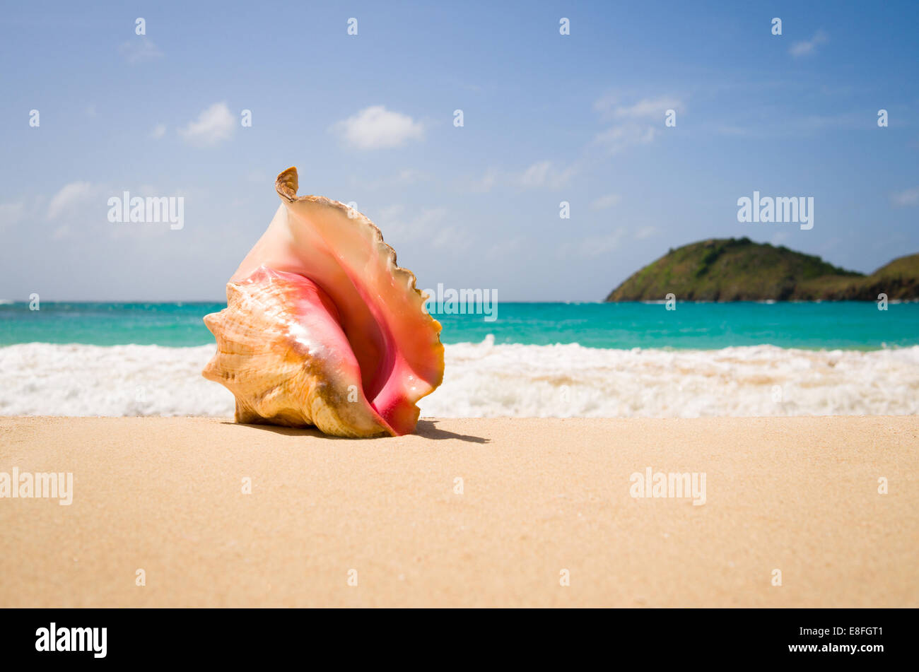 Queen Conch shell on sandy beach, Rendezvous beach, Antigua, Caribbean Stock Photo