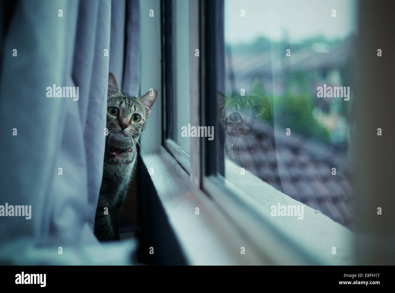 Malaysia, Selangor, Kota Damansara, Cat staring behind curtain Stock Photo