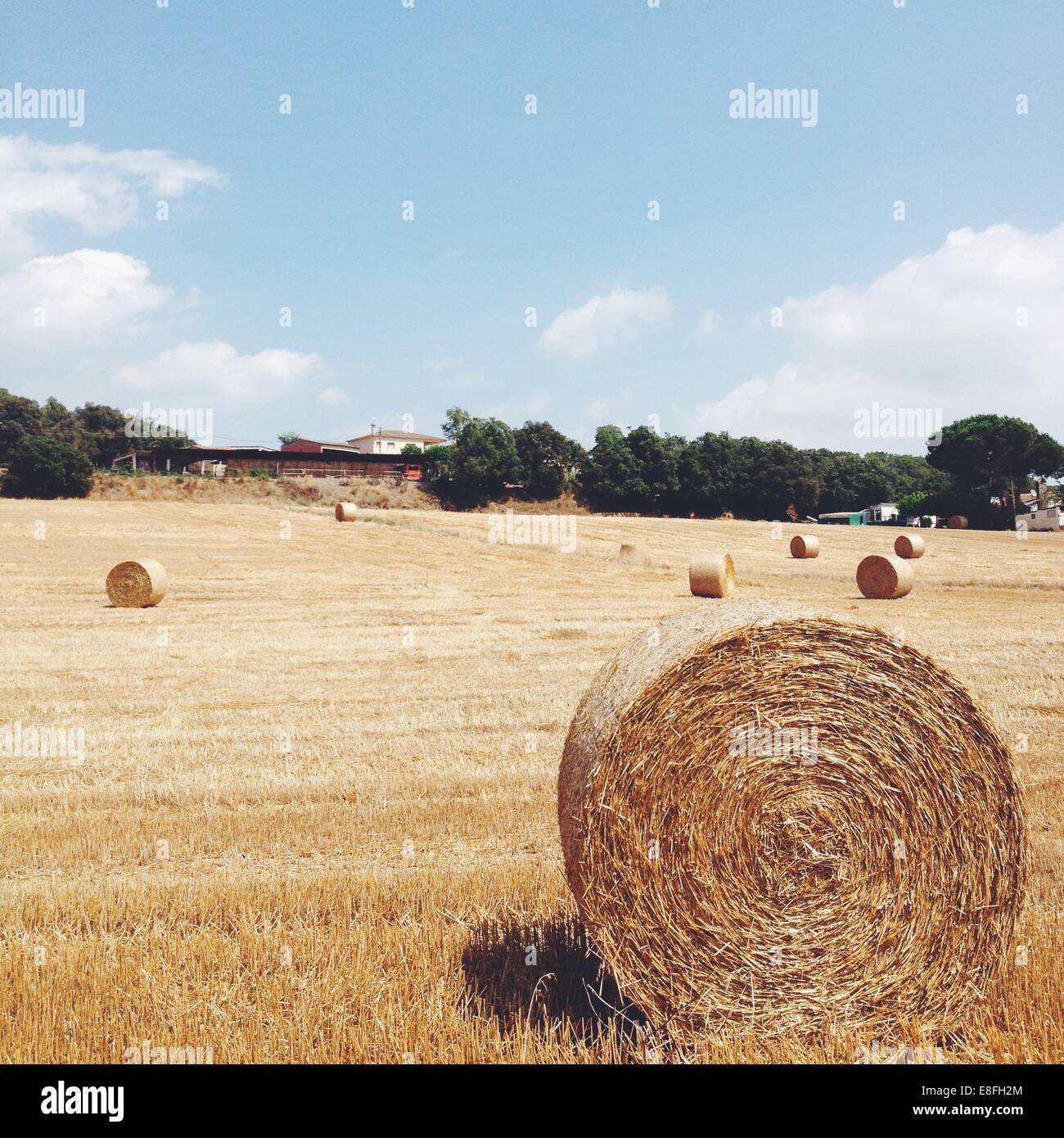 Hay bales in a field, Tordera, Maresme, Barcelona Province, Catalonia, Spain Stock Photo